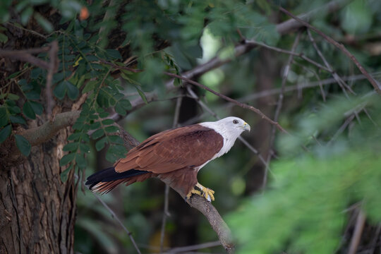 The brahminy kite (Haliastur indus), also known as the red-backed sea-eagle in Australia