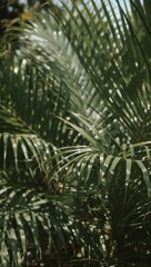 Lush green palm fronds create a serene, tropical backdrop with dappled sunlight filtering through, evoking a sense of calm and natural beauty for your projects.