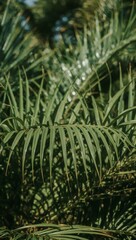 Lush green palm fronds create a vibrant tropical backdrop, offering a serene escape and a touch of natural elegance for your next project.
