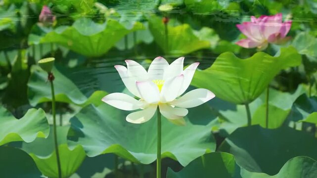 Expansive Lotus Pond Panorama Wide establishing shot, eye level, capturing the full breadth of the pond with multiple lotus blooms and lily pads.