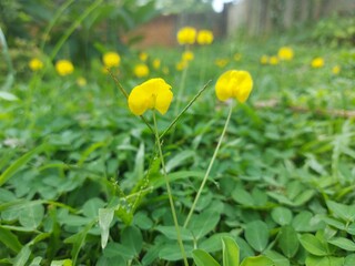 Obraz premium Close-Up of Bright Yellow Wildflower in Green Natural Background