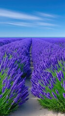 Vibrant Lavender Field Under a Bright Blue Sky with Wispy Clouds a Serene Rural Landscape Scene