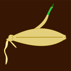 barley grain seed germinating into a plant agriculture food healthy living malting.eps