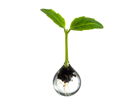 Green seedling with roots in a clear glass bulb vase, soil ball and fresh leaves showing young growth and nature concept on isolated background