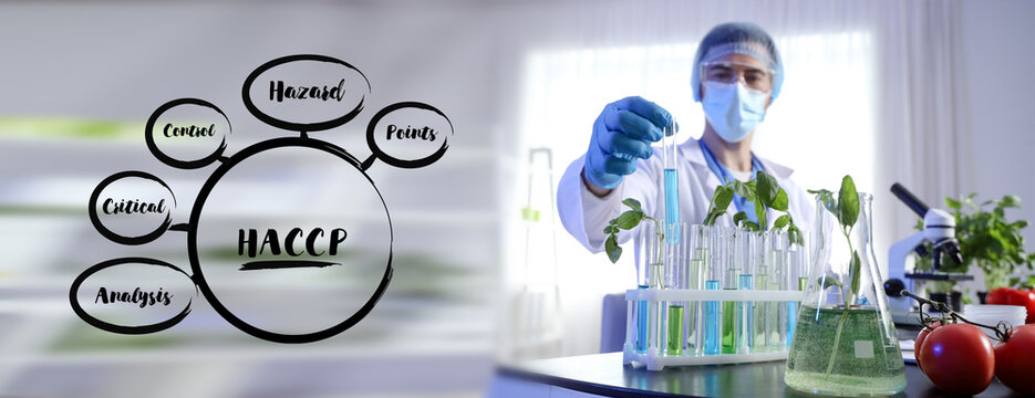 Male agricultural engineer with plant samples on table in laboratory, closeup
