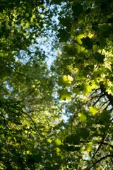 Fototapeta premium Sunlight filters through the canopy of verdant forest foliage viewed from below