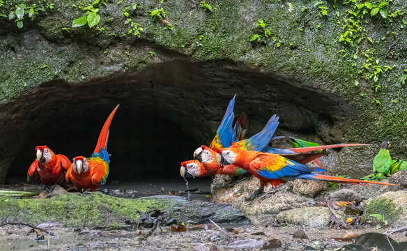 Scarlet macaws at clay lick in Yasun&iacute; National Park Ecuador Amazon