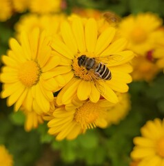 bee on flower
