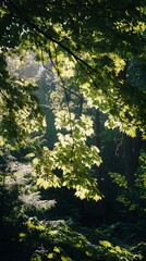 Fototapeta premium Sunlight filters through dense forest canopy illuminating bright green foliage