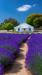 Vibrant purple lavender field with a charming white cottage and lush green trees under a clear blue sky with fluffy clouds