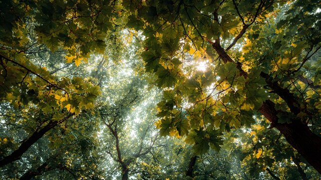 Sunlight filters through a dense canopy of mature deciduous tree foliage viewed from below
