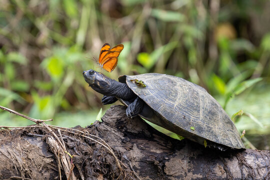 Butterfly on yellow-spotted river turtle in Yasun&iacute; National Park Ecuador