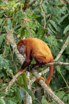 Red howler monkey perched on tree in Yasun&iacute; National Park, Ecuador