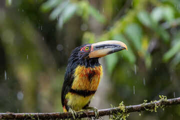 Obraz premium Aracari Perched on Branch in Rain