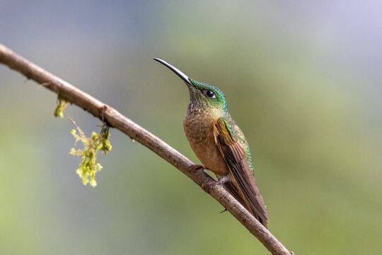 Fawn-breasted Brilliant hummingbird perched on branch in cloud forest at Tandayapa, Ecuador