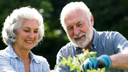 Senior couple gardening happily together, planting in a sunny garden, with blurred greenery. Possible use Retirement