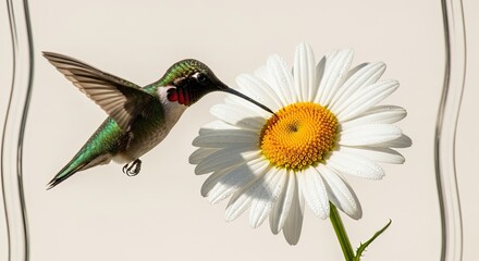 Fototapeta premium A hummingbird delicately sips nectar from a daisy against a soft background