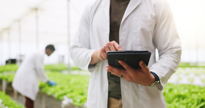Hands, tablet and scientist in greenhouse for vegetables, click or inspection for growth. Person, agriculture and sustainability with tech, check application and agro research with gmo leafy greens