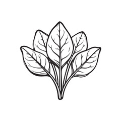 Spinach leaf sketch vector illustration with simple and minimalist line style.