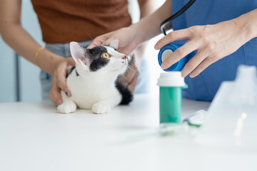 Professional vet doctor helps cat. owner cat holding pet on hands. Cat on examination table of...
