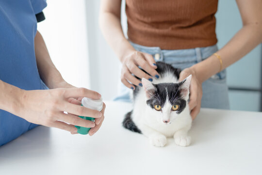 Professional vet doctor helps cat. owner cat holding pet on hands. Cat on examination table of veterinarian clinic. Veterinary care. Vet doctor and cat