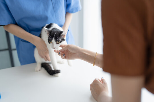 Professional vet doctor helps cat. owner cat holding pet on hands. Cat on examination table of veterinarian clinic. Veterinary care. Vet doctor and cat