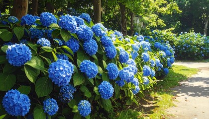 A vibrant row of vivid blue hydrangea blooms line a walkway on a sunny day, showcasing lush green foliage and dappled sunlight
