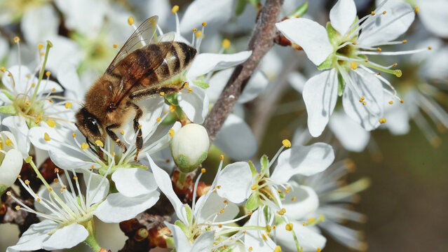 High-resolution, side-view macro of a Western honey bee (Apis mellifera) foraging on a profusion of delicate white blossoms on a woody spring branch.