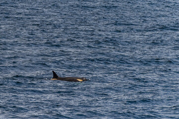 Naklejka premium Close-up of a killer whale, Orcinus orca, swimming in the waters of the Antarctic peninsula, near Anvers Island.