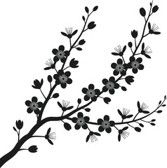 Black silhouette of blooming cherry blossom branches on white background