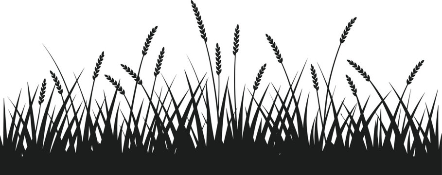 Black silhouette of wheat grass bed on white background 1
