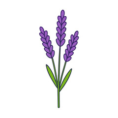 Obraz premium lavender flowers isolated on white