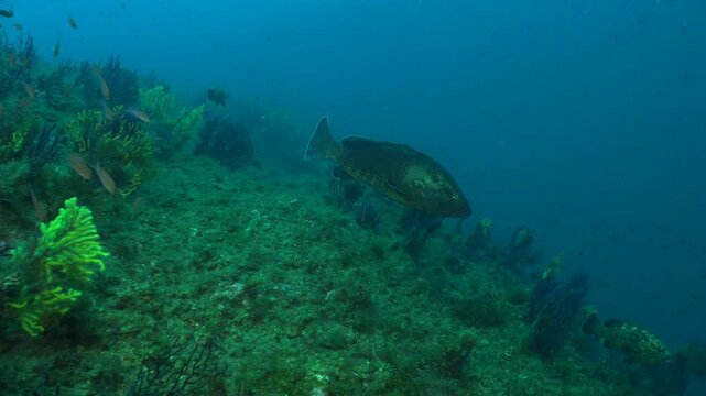 Groupers swimming over reef in Mediterranean Sea