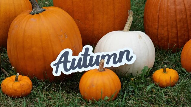 Person sets the wording Autumn on a Pile of Pumpkins at a Pumpkin Patch 4K Video Stock Footage