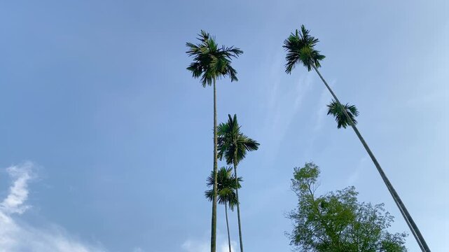 Towering Areca Palm Trees (Areca catechu) Against Blue Sky. Low Angle Orbiting Shot