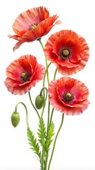 Obraz premium Vibrant red poppies bloom isolated close up studio photography