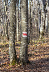 A path network in the natural environment of a forest area in nature