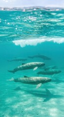 Fototapeta premium Pod of marine mammals swims near the sunlit water surface above sandy bottom