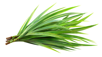 Fresh Fragrant Pandan Leaves Bundle