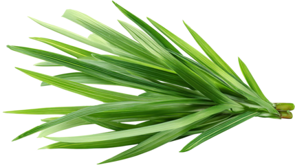 Fresh Fragrant Pandan Leaves Bundle