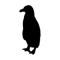 Silhouette of Humboldt Penguin on white background.