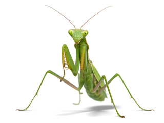 Front view of a Praying mantis on isolated background