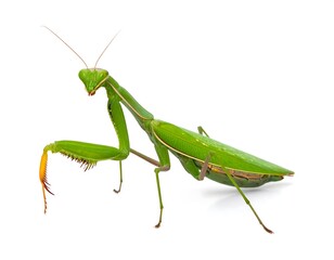 Vivid, full-body shot of a green praying mantis with intricate detail