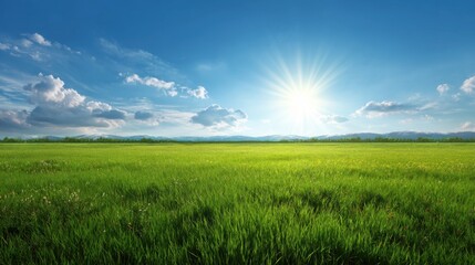 Obraz premium Bright Sunlight Over Green Grass Field with Blue Sky and Beautiful Clouds in a Scenic Landscape during Daytime