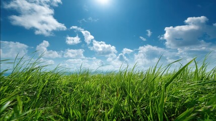 Obraz premium Lush Green Grass Under Bright Blue Sky with Fluffy White Clouds and Sunlight Enhancing Natural Beauty of the Outdoors and Scenic Environment