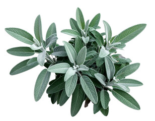 Minimalist Overhead Cluster of Sagebrush Shrub Isolated on Transparent Background