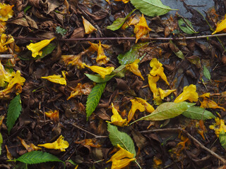 Yellow flowers fall on the ground in the rainy season in the backyard for a peaceful background nearby.