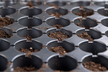 one black plastic tray for growing a large number of seedlings of agricultural or other plants filled with soil