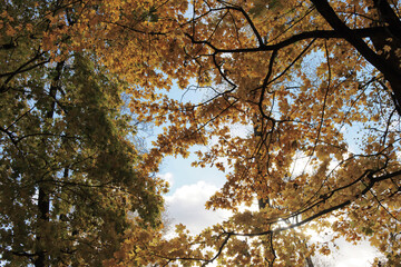 Fototapeta premium Unlit autumn foliage against the sky, shot from below.