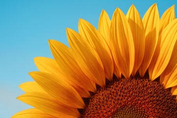 A close up of a yellow sunflower